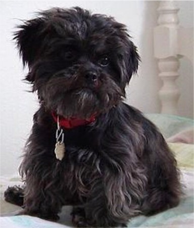 AFFENPINSCHER