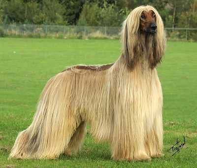 AFGHAN HOUND