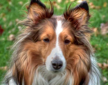 Collie